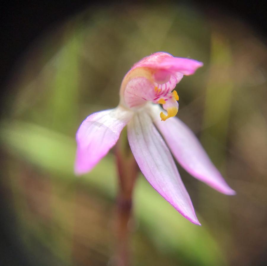 Bicheno Wildflower Sands Coastal Retreat Bagian luar foto